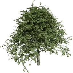 Fagus sylvatica D summer