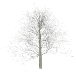 Fagus sylvatica D winter