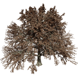 Fagus sylvatica T autumn