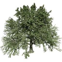 Fagus sylvatica T summer