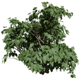 Ficus carica A summer