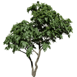 Ficus carica B summer