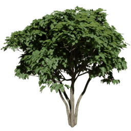 Ficus carica C summer