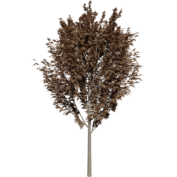 Fraxinus excelsior A autumn