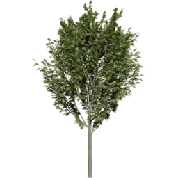 Fraxinus excelsior A summer