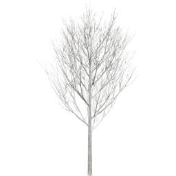 Fraxinus excelsior A winter