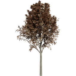 Fraxinus excelsior B autumn