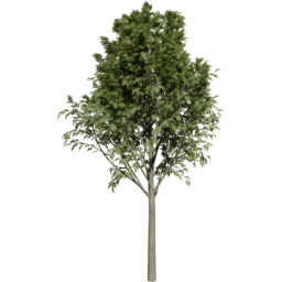 Fraxinus excelsior B summer