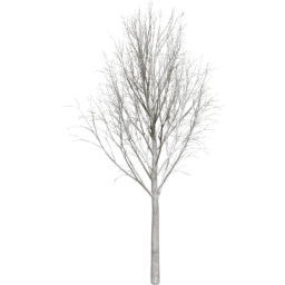 Fraxinus excelsior B winter