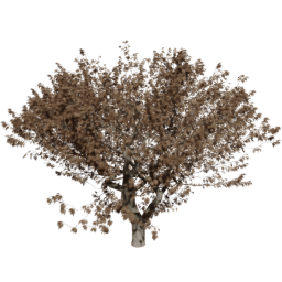 Fraxinus excelsior C autumn