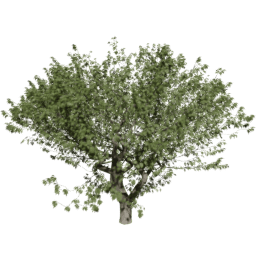 Fraxinus excelsior C summer