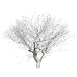 Fraxinus excelsior C winter