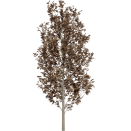 Fraxinus excelsior D autumn