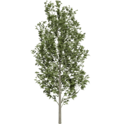 Fraxinus excelsior D summer