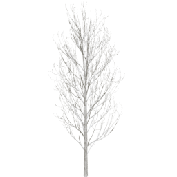 Fraxinus excelsior D winter