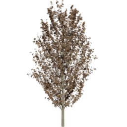 Fraxinus excelsior E autumn