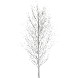 Fraxinus excelsior E winter