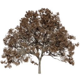 Fraxinus excelsior F autumn