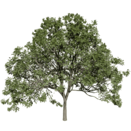 Fraxinus excelsior F summer