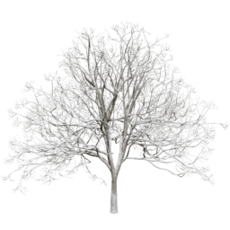 Fraxinus excelsior F winter