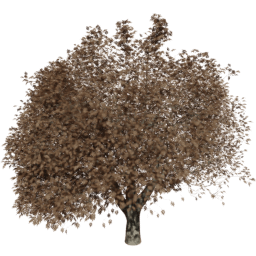 Fraxinus excelsior T autumn