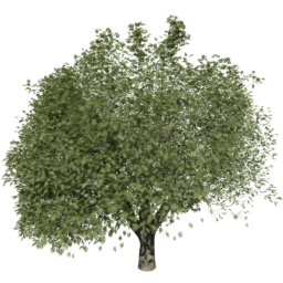 Fraxinus excelsior T summer