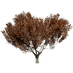 Heteromeles arbutifolia A autumn