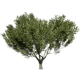 Heteromeles arbutifolia A summer