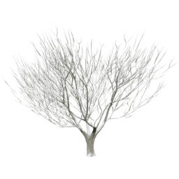 Heteromeles arbutifolia A winter