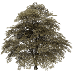 Juglans regia A autumn