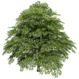 Juglans regia A spring