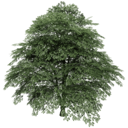 Juglans regia A summer