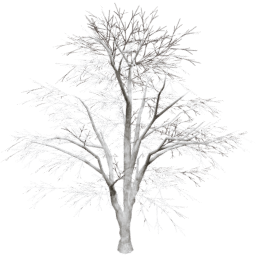 Juglans regia A winter