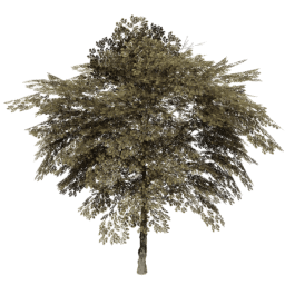 Juglans regia B autumn