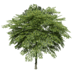 Juglans regia B spring