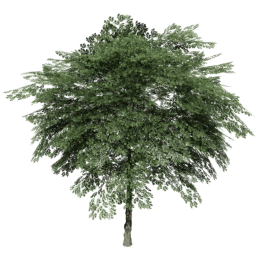 Juglans regia B summer