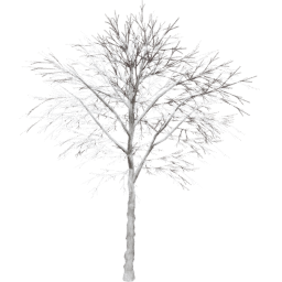 Juglans regia B winter