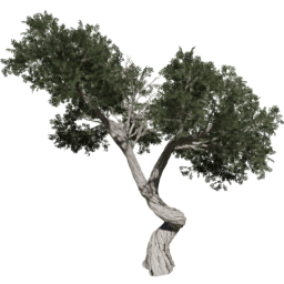 Juniperus osteosperma A summer