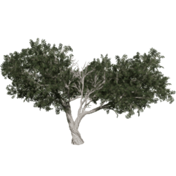 Juniperus osteosperma B summer