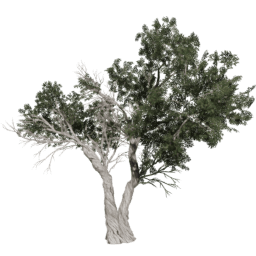 Juniperus osteosperma C summer
