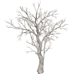 Juniperus osteosperma D summer