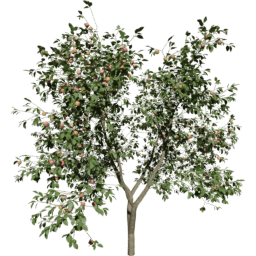 Malus domestica A summer