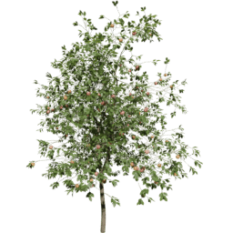 Malus domestica B summer