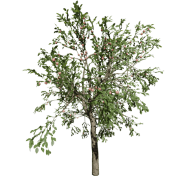 Malus domestica C summer