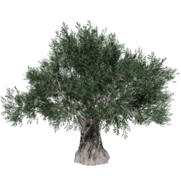 Olea europaea A summer