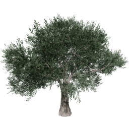 Olea europaea B summer