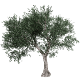 Olea europaea C summer