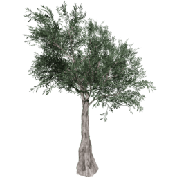 Olea europaea D summer