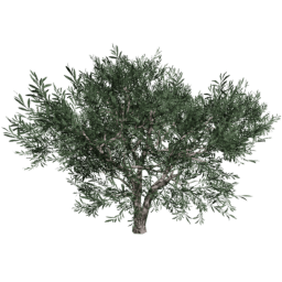 Olea europaea E summer