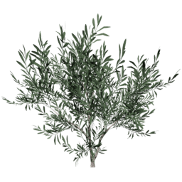 Olea europaea F summer